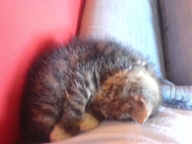 Huskat Dumle - det mig som lille billede 9