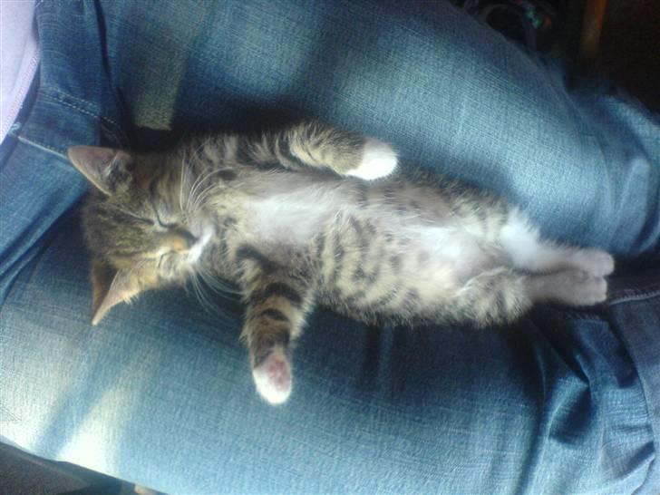 Huskat Dumle - mig som lille igen :-) billede 10