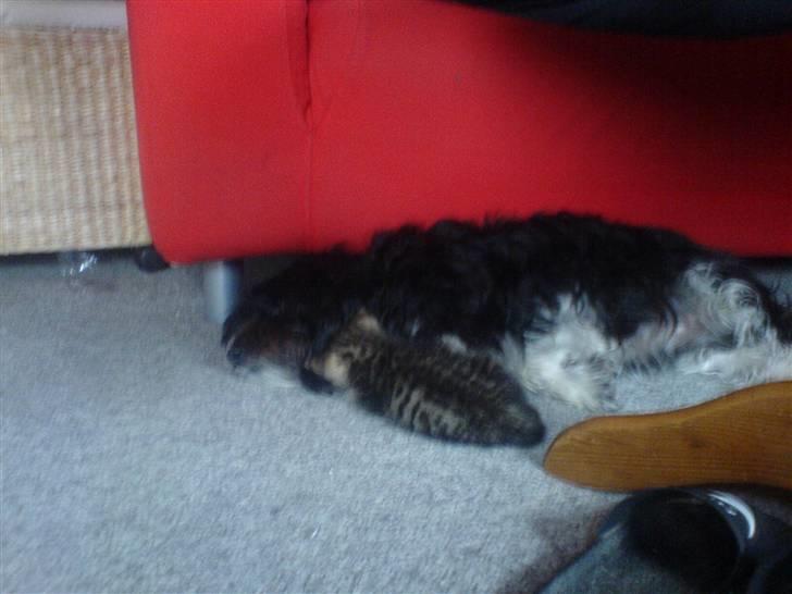 Huskat Dumle - mig og daisy for os en lille lur.. billede 11