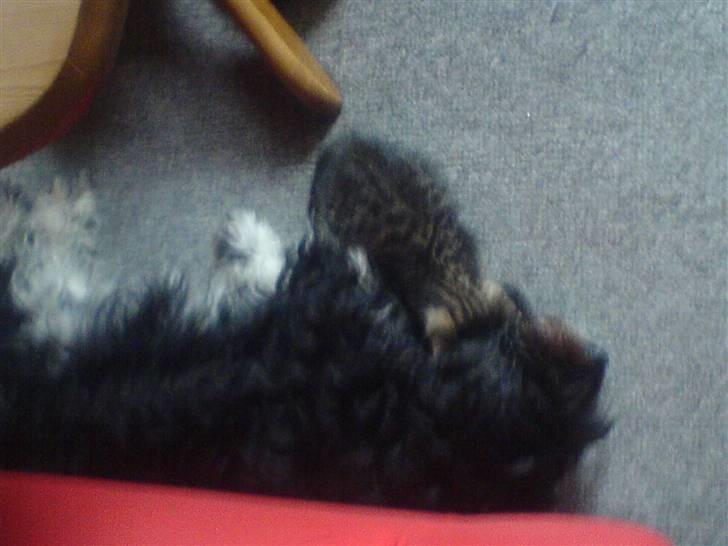 Huskat Dumle billede 12