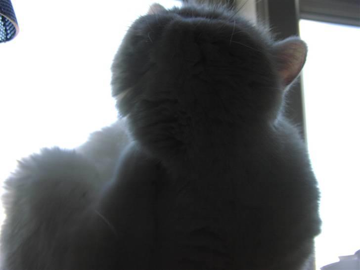 Exotic tilde billede 1