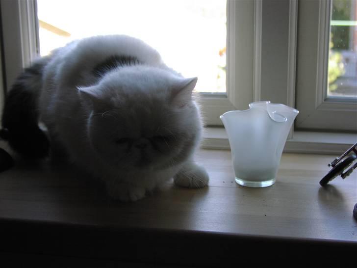 Exotic tilde billede 2