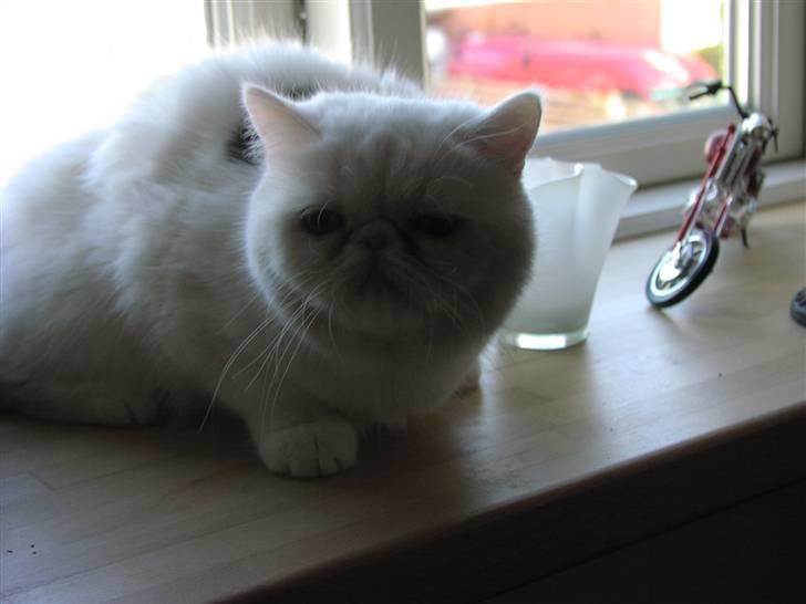 Exotic tilde billede 3