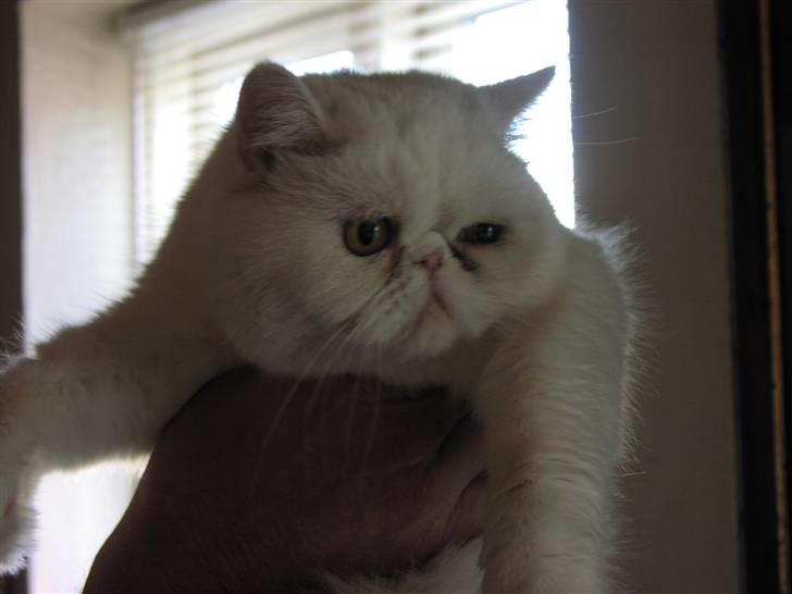 Exotic tilde billede 4