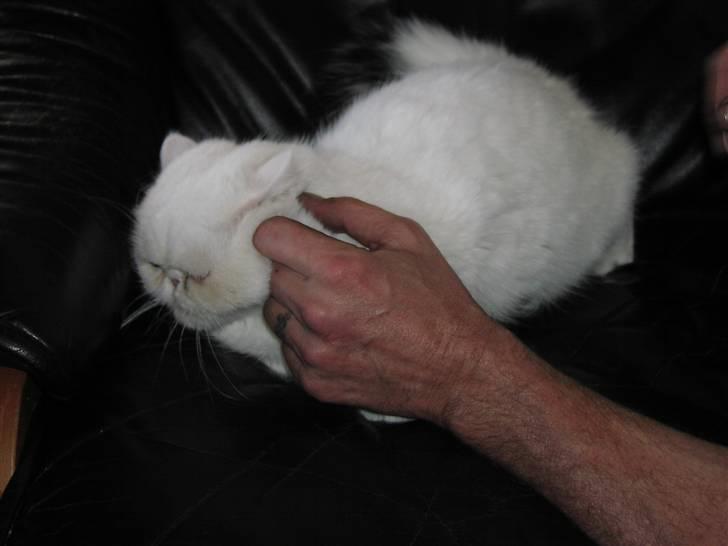 Exotic tilde billede 5