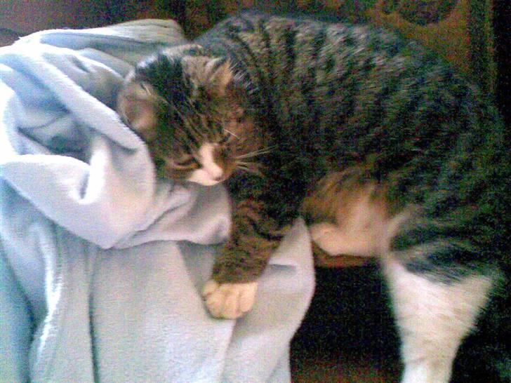 Huskat Æsel - total loveli:-) billede 6