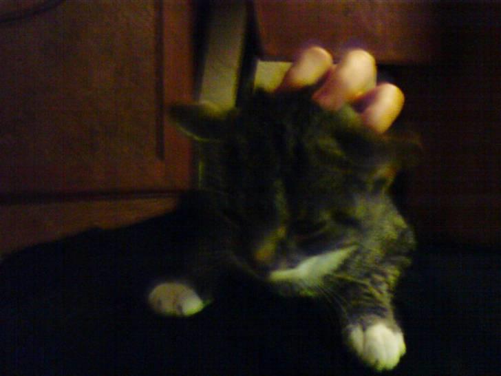 Huskat Sylvester! HAR FØDT - åååååååh total loveli! billede 2