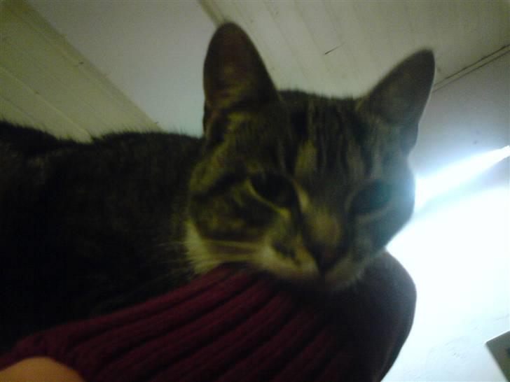 Huskat Sylvester! HAR FØDT - tager lige et hvil. billede 3