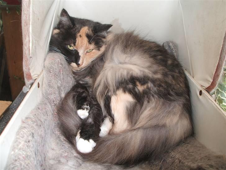 Blanding af racer picaso R.i.p billede 12