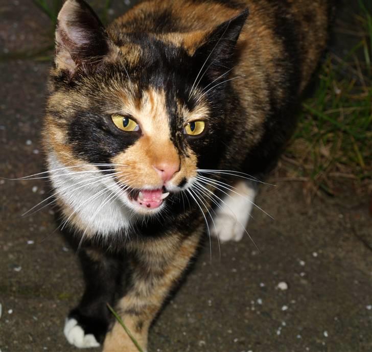 Huskat * Kylle * billede 16