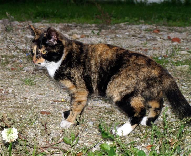 Huskat * Kylle * billede 17