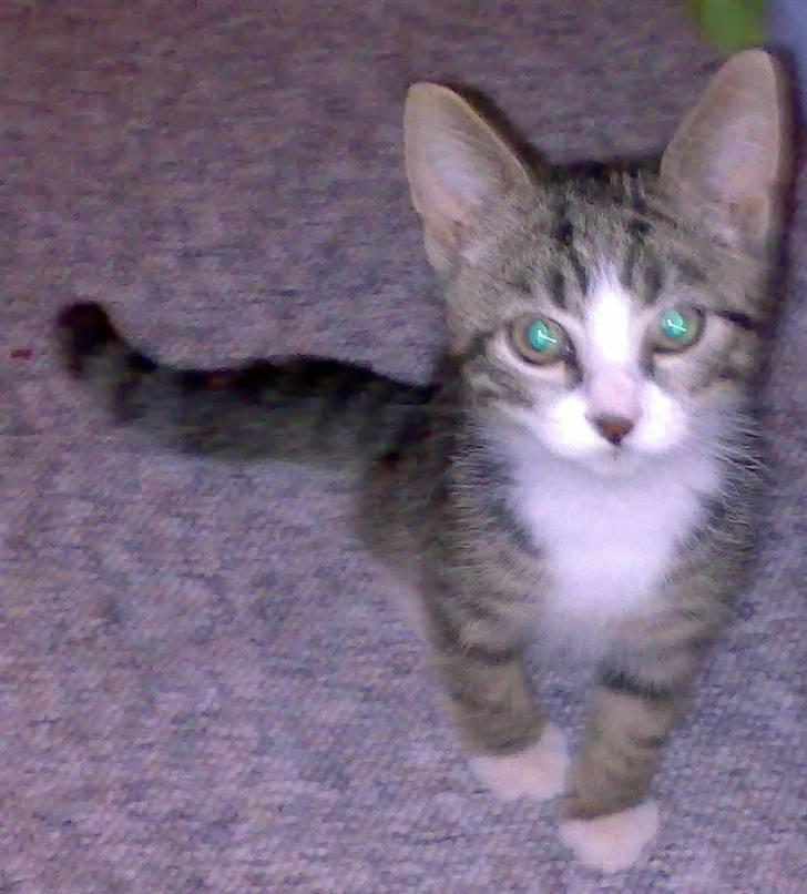 Blanding af racer Futte billede 1