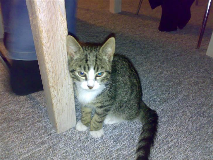 Blanding af racer Futte billede 2