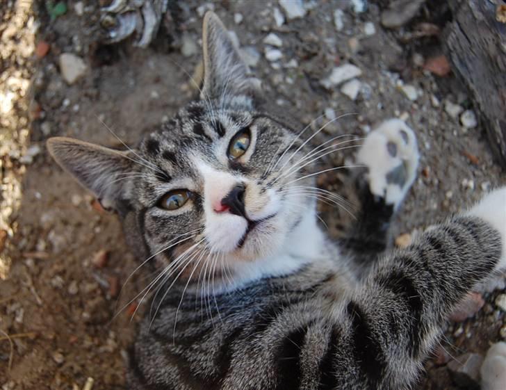 Huskat Figaro ! Forsvundet ! - foto: Mette Hansen billede 15