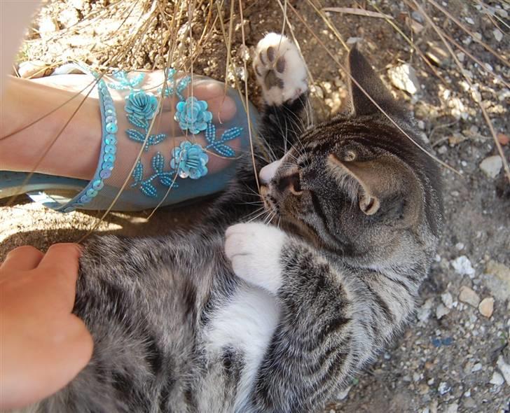 Huskat Figaro ! Forsvundet ! - foto: Mette Hansen billede 16