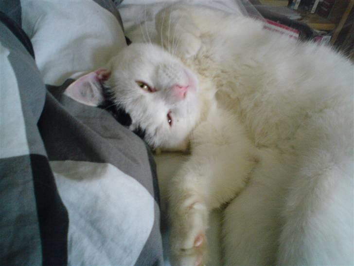 Blanding af racer Sofus<3 (PIST BORTE) - Jeg drejer sku da snart mig selv af led, ? billede 4