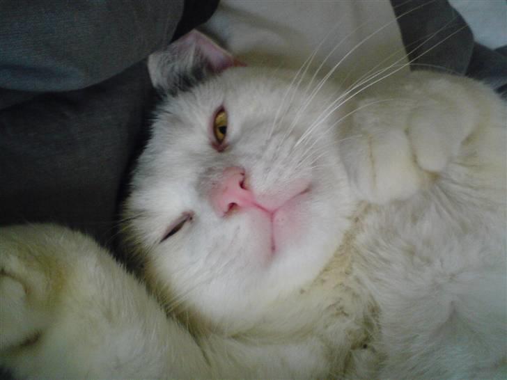 Blanding af racer Sofus<3 (PIST BORTE) - Frække lille mis, det er mig. billede 7