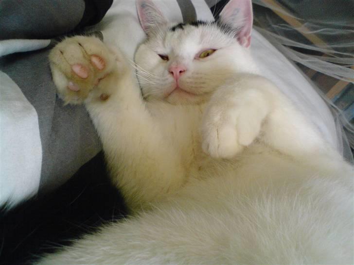 Blanding af racer Sofus<3 (PIST BORTE) - Jeg vil altså så gerne fægte med dine fingrer. billede 9