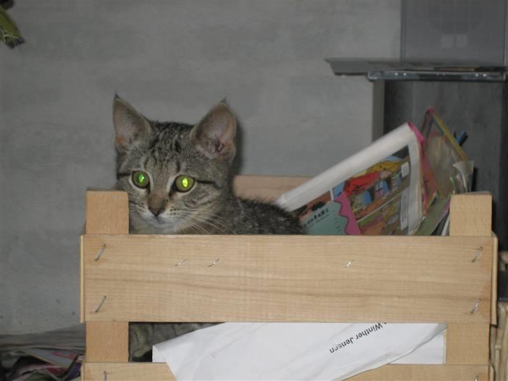 Huskat Soffi - Soffi ligger og kikker i blade ej.. Hun elsker at ligge i min kasse med blade (; billede 10