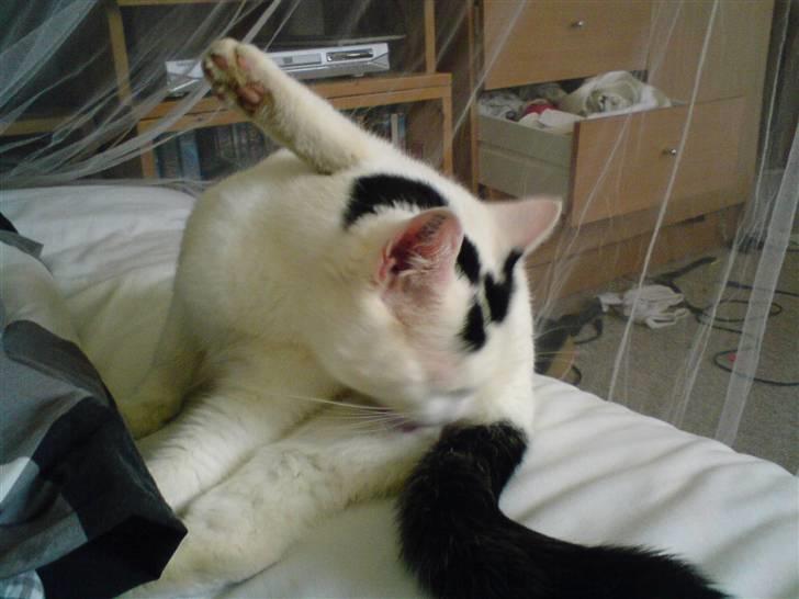 Blanding af racer Sofus<3 (PIST BORTE) billede 10