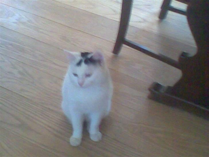 Blanding af racer Sofus<3 (PIST BORTE) billede 11