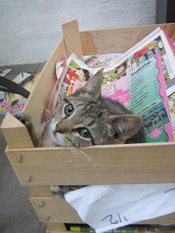 Huskat Soffi - Hun ligger der hele dagen. Men ikke om natten for der sover hun oppe i min seng sammen med mig (: billede 11