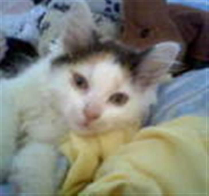 Blanding af racer Sofus<3 (PIST BORTE) - ANGEL ( sofuses søster ) billede 13