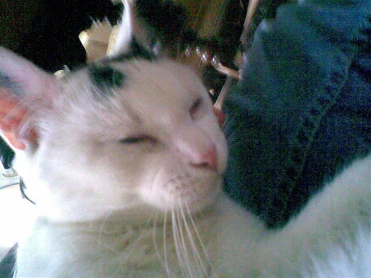 Blanding af racer Sofus<3 (PIST BORTE) billede 15