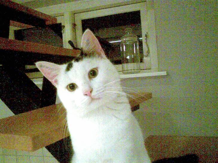 Blanding af racer Sofus<3 (PIST BORTE) - Øhh? billede 17