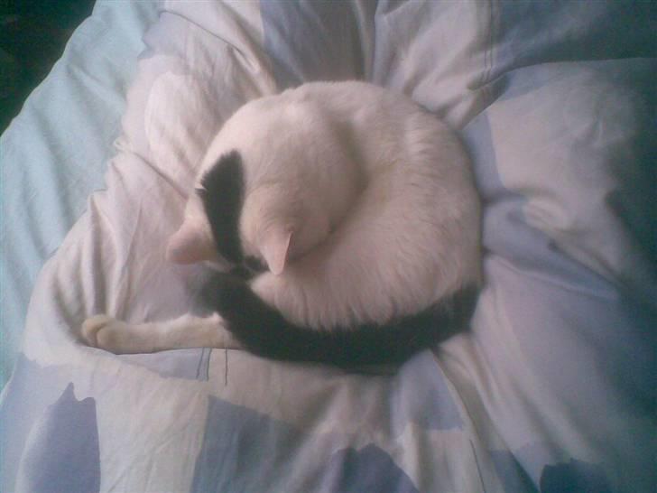 Blanding af racer Sofus<3 (PIST BORTE) - Bobler ligei søvne billede 18