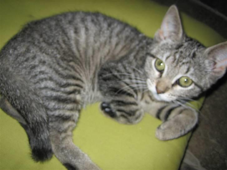 Huskat Soffi - Lige vågnet.. Hehe. Soffi ligger tit og sover til middag på den pude billede 12