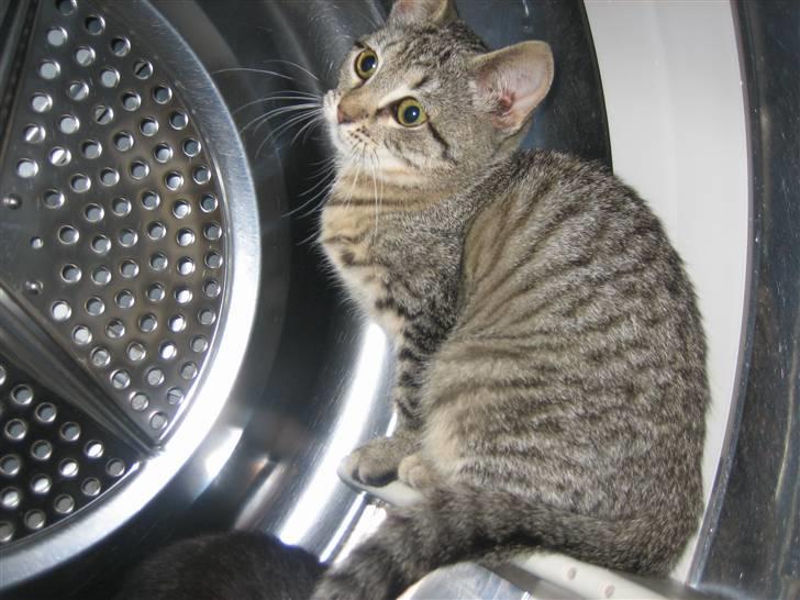 Huskat Soffi - når mor åbner vaskemaskinen eller tørretumlen løber de derhen og hopper ind i den. Hehe. Man skal altid kikke før man tænder den billede 13