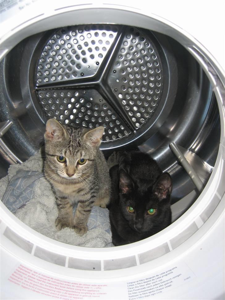 Huskat Soffi - Ahh.. Hehe... Igen i tørretumleren billede 14