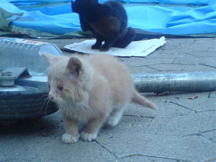 Huskat Bumle. billede 6