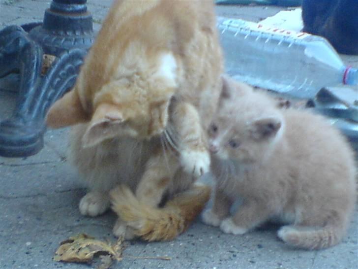 Huskat Bumle. - ihh mor giv mig din opmærksomhed. billede 7