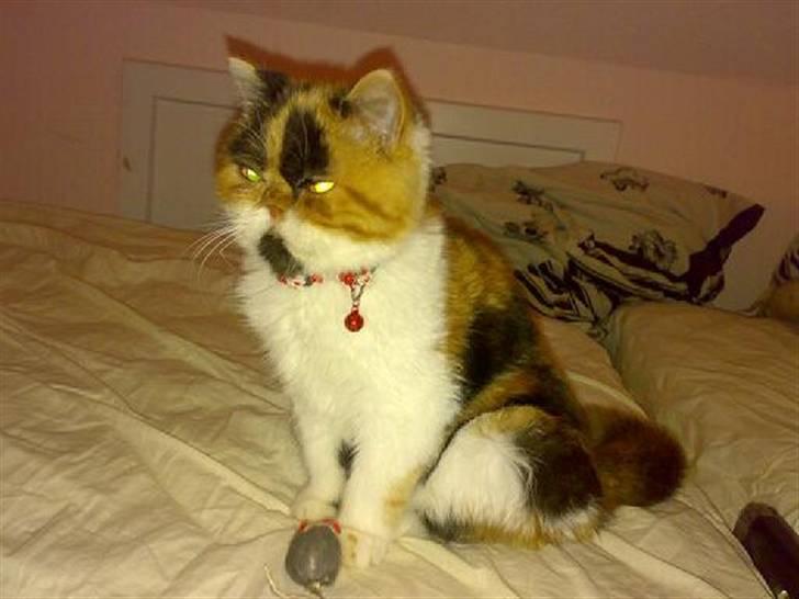 Exotic Thilde billede 6