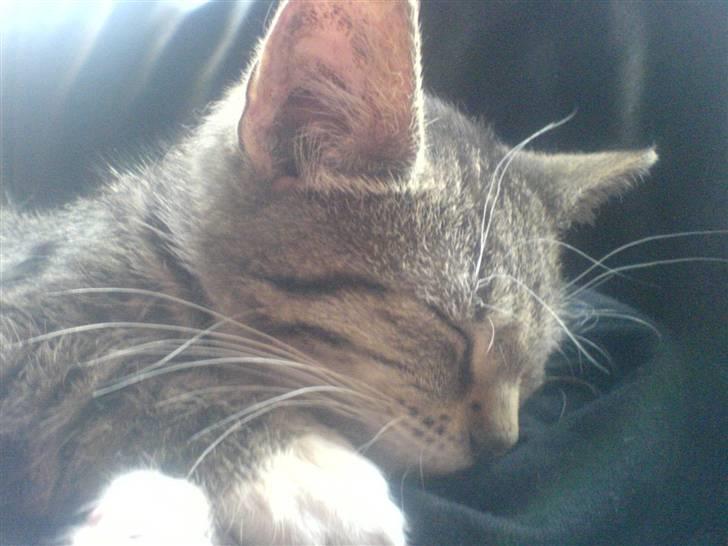 Huskat Dumle billede 13