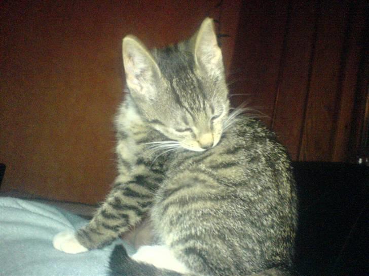 Huskat Dumle - uuh hvor bliver jeg fin.. billede 14