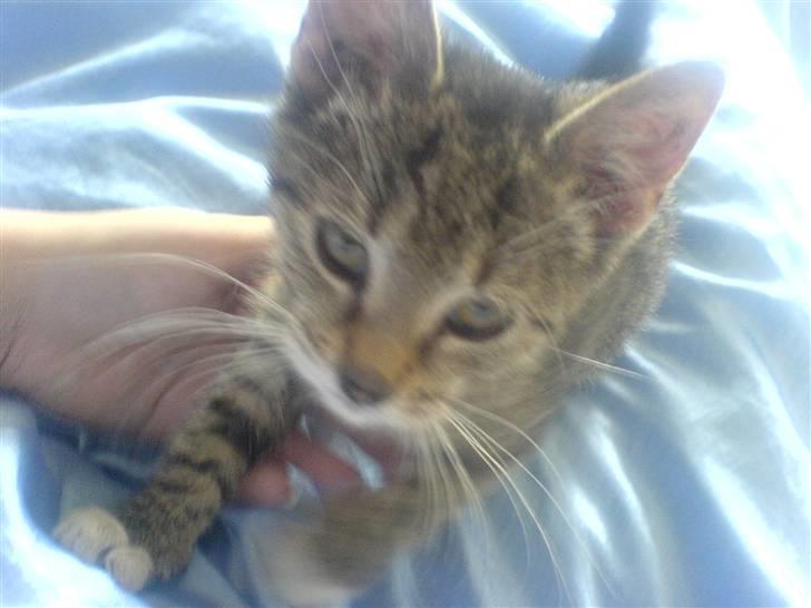 Huskat Dumle billede 15