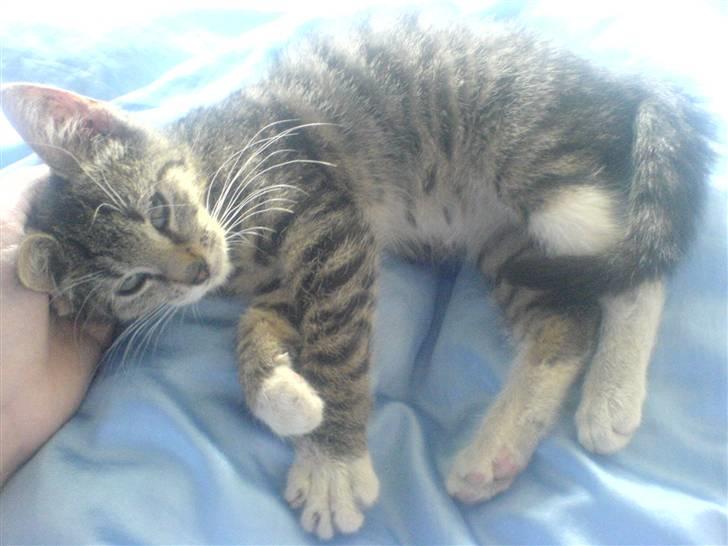 Huskat Dumle billede 16