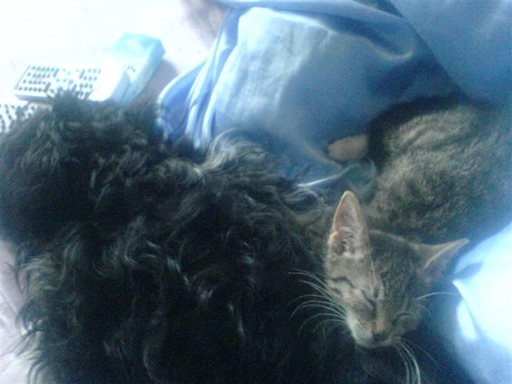 Huskat Dumle billede 17