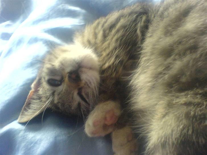 Huskat Dumle - hvor er jeg dejlig.. billede 18