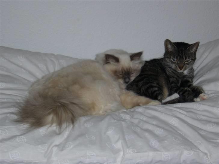 Huskat Bette (R.I.P.) billede 10