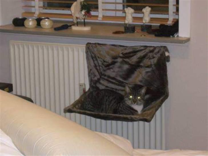 Huskat Bette (R.I.P.) billede 11