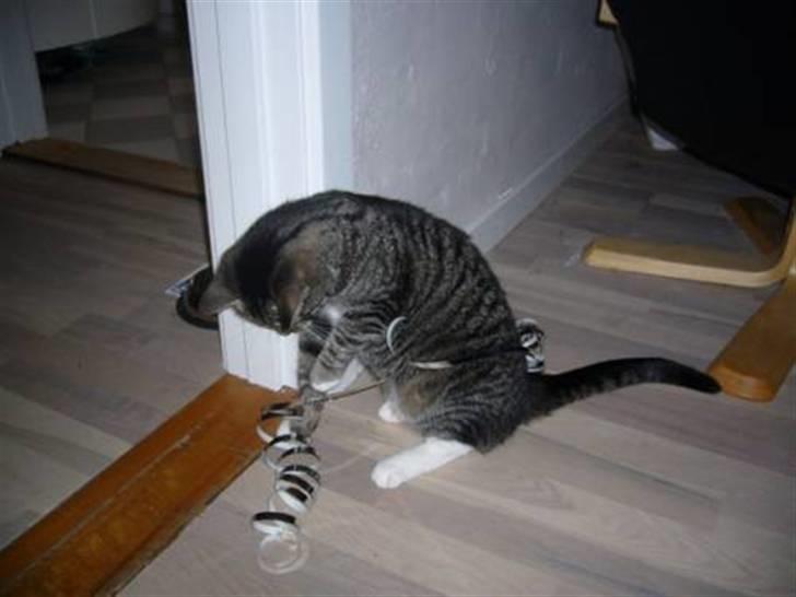 Huskat Bette (R.I.P.) billede 12