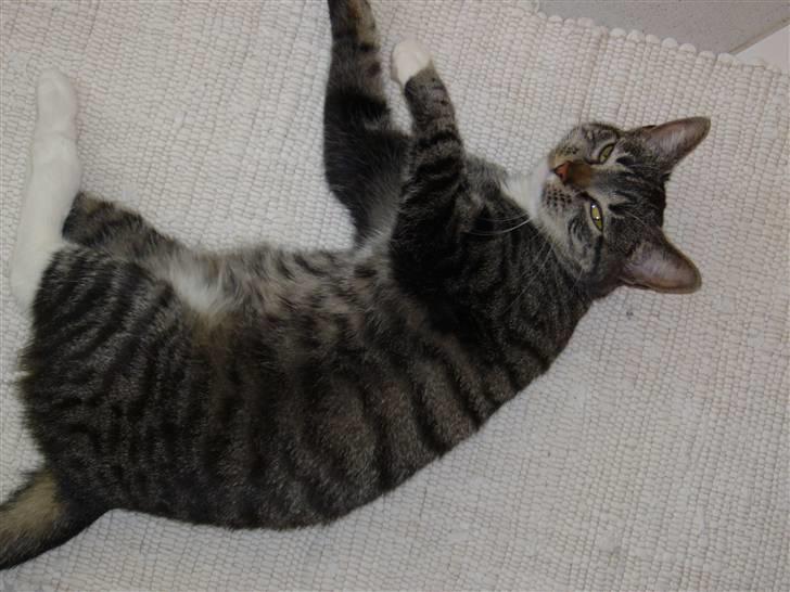 Huskat Bette (R.I.P.) billede 13