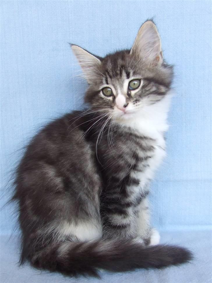 Norsk Skovkat Grethe Sønck *LEDIG* - 9 uger billede 11