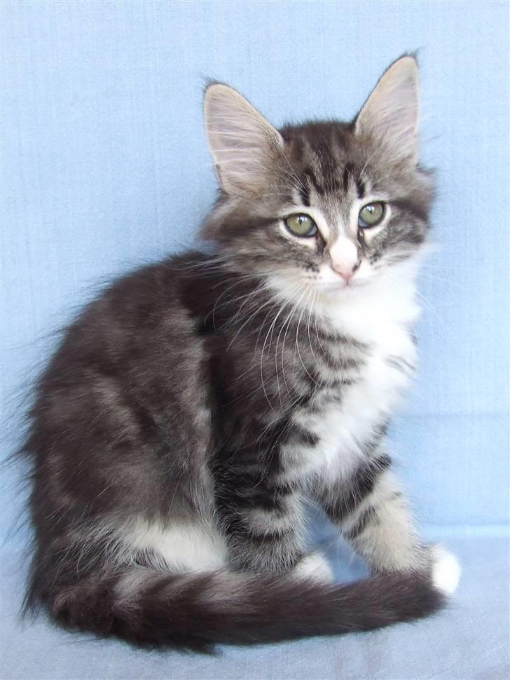 Norsk Skovkat Grethe Sønck *LEDIG* - 9 uger billede 12