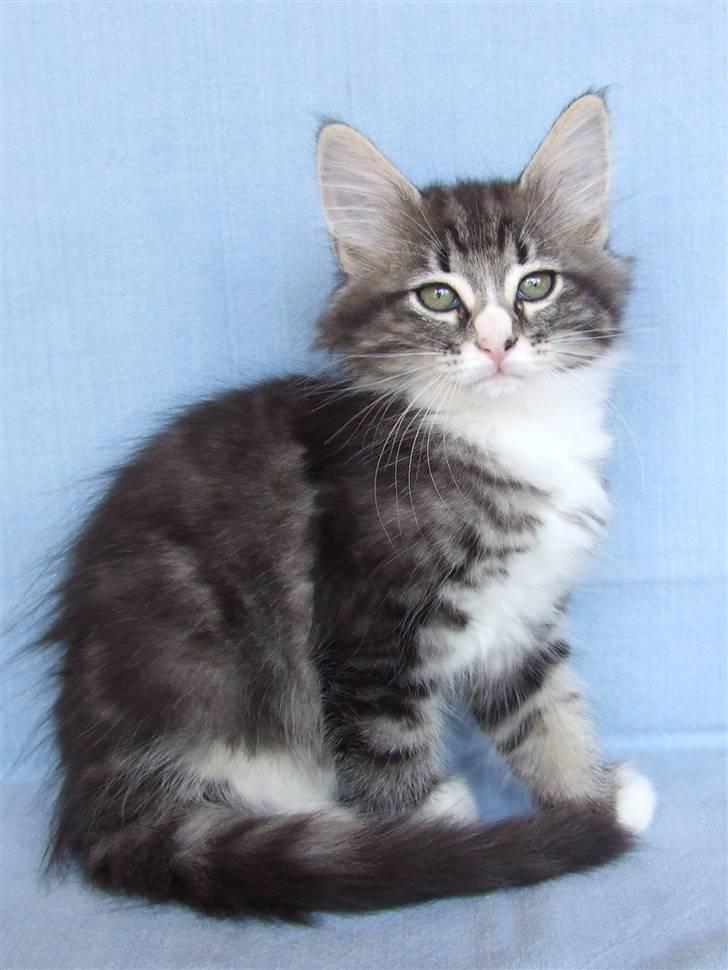 Norsk Skovkat Grethe Sønck *LEDIG* - 9 uger billede 13