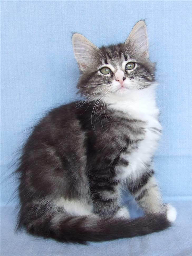 Norsk Skovkat Grethe Sønck *LEDIG* - 9 uger billede 14